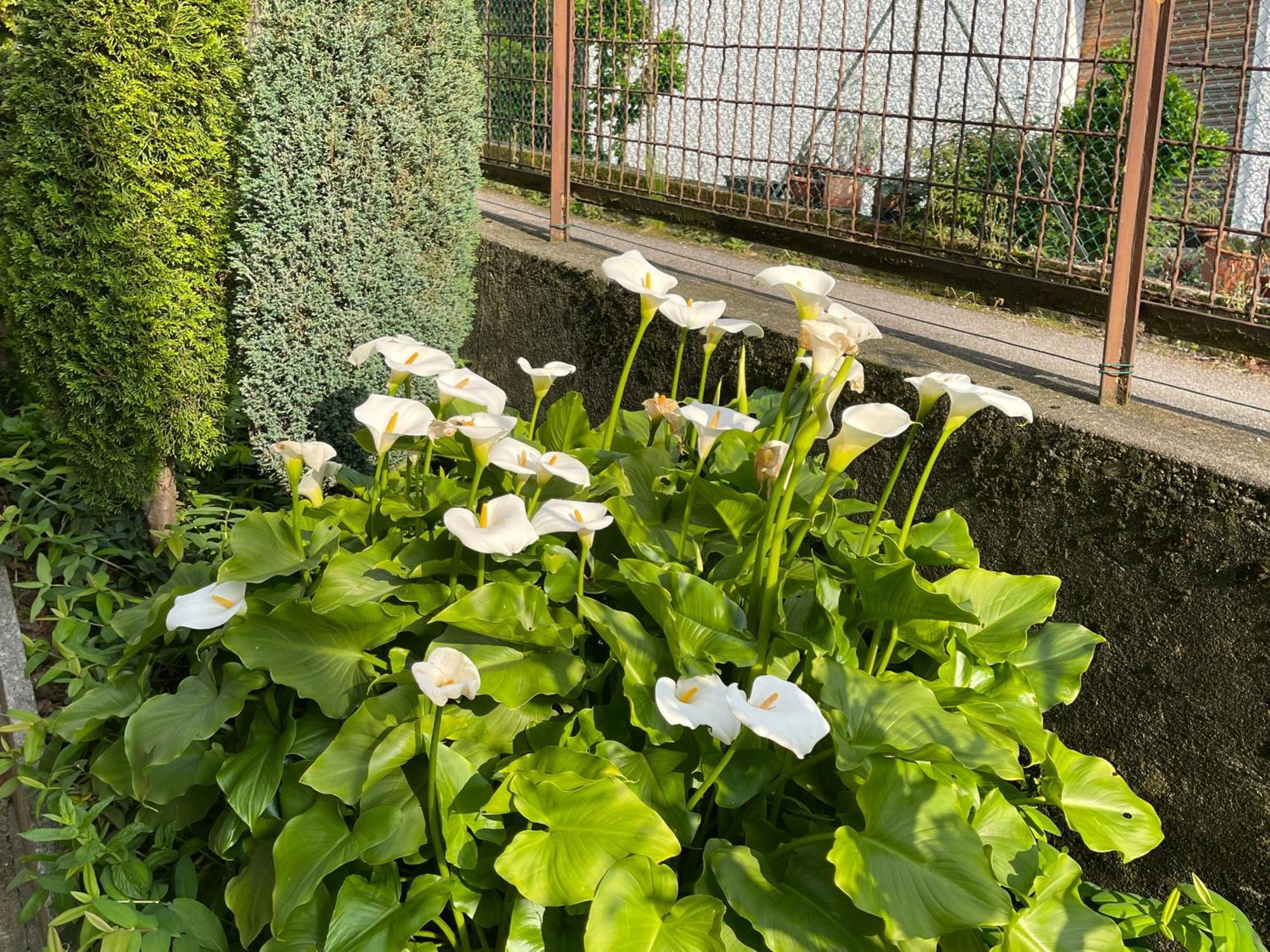 Villa Rosi Lierna Buitenkant foto